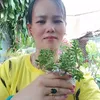 tuyet_mai_1981