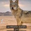 طيران