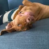 antoniathevizsla