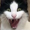 fizx_cat