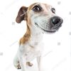 dogstockphoto