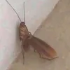 wiikzz20