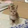 kobyafatcat