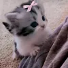 meme.2009.cat