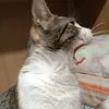 eugeniamv78