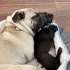 2dopepugz