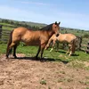 agrotako77