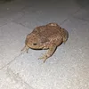 deburd0