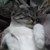 mirui..11