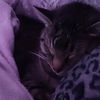 sneepsnoopsimpostor