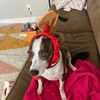 btenenbaum
