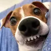 www.mrpickles