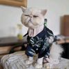 pesekpersiancat
