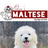 edems_maltese_dogs