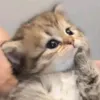 cat.yapper