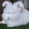 agganrabbit