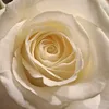 blume916