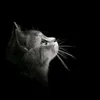 meoobeooo
