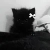 dan1elqxc