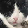 oh_thatcat