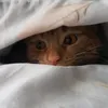 turnippancake