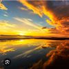 sunflower_6006