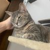 meowtaylorsversion