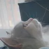 stzzzz_12