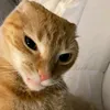 matcha_mashmallo