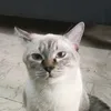 kaputiii