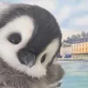 usercyrusjake