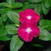 azizahibrahim72_