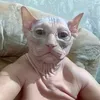 mr.altau