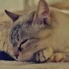 douniakadd3