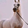 عاشق الخيل🐎