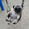 pugownerr