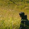 _dandelions22