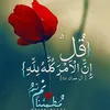 user2558935782660