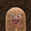 _patafiocca_