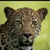 benjuma93