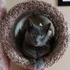 kingpringle52