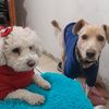 Las aventuras de Rocky y Abby