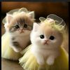 ashimughal078