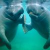 manateemysterious