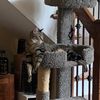 catchi32