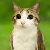 meowldivine8