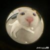 the.cat.ghost