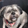 dogsshouldvote420