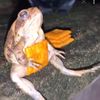 cheezitfrogg