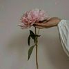 amjad.alarjan